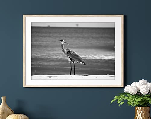 Черно-бяла Чапла на плажа, Стряхивающая вода С главата, 8x10 Фото, Монтиране на изкуството - Само за печат,