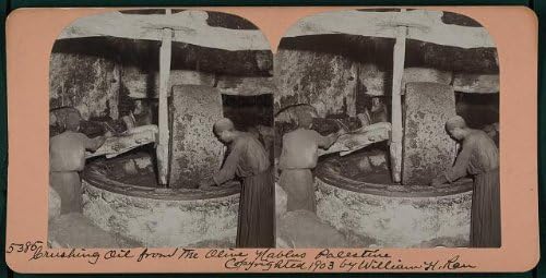 Исторически находки Снимка: Снимка стереографа, Выжимающего Зехтин, Наблус, Палестина, Западен бряг, 1903